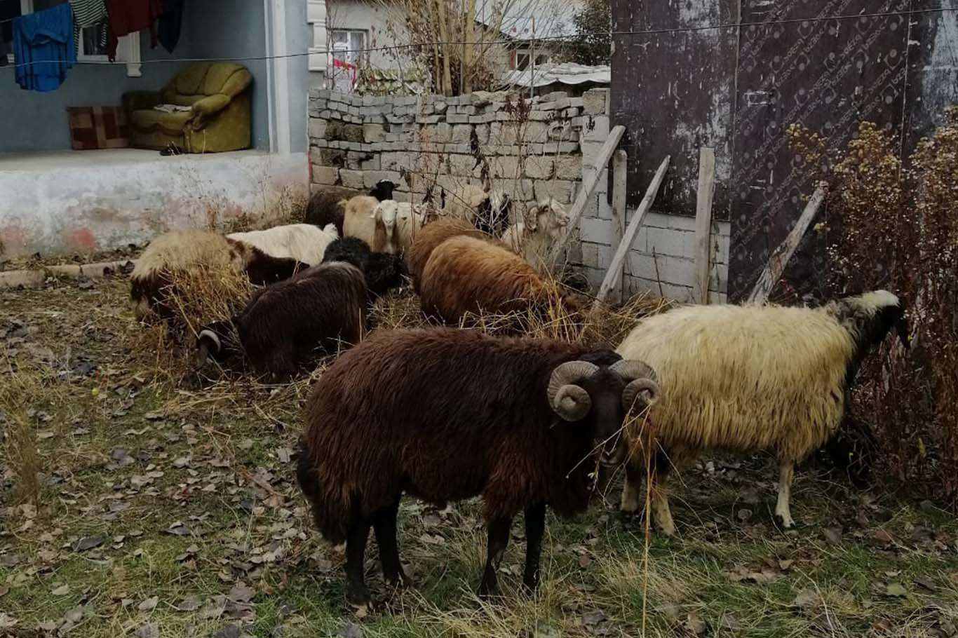 Ağrı’da yakalanan koyun hırsızları serbest bırakıldı Ağrı’da yakalanan koyun hırsızları serbest bırakıldı
